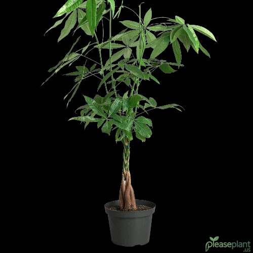 Money Tree 'Guiana Chestnut' - Pachira Braid 3