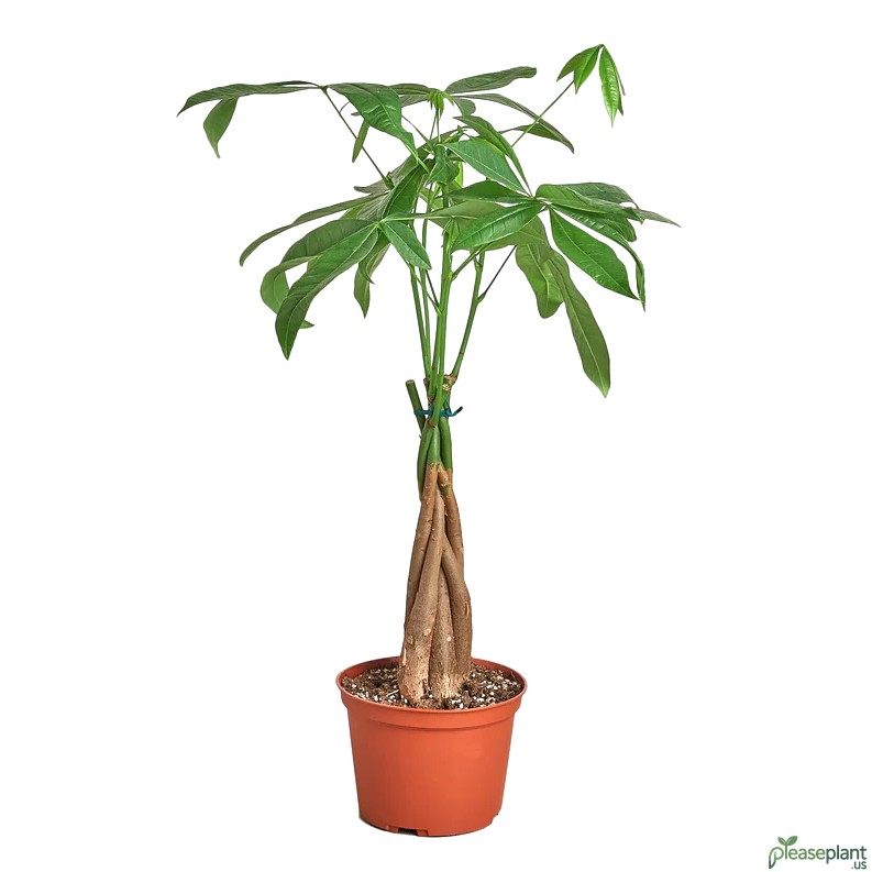 Money Tree 'Guiana Chestnut' - Pachira Braid 4
