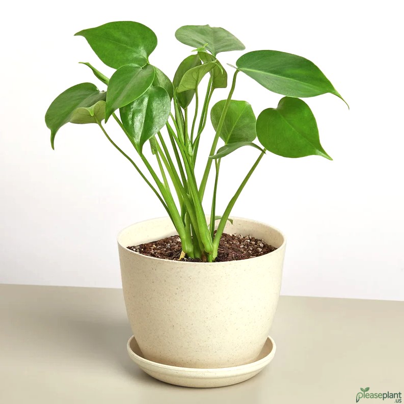 How big do Monstera Deliciosa get
