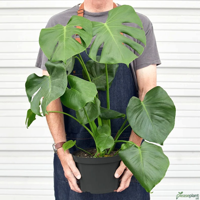 Philodendron Monstera Split-Leaf - Deliciosa Plant 2