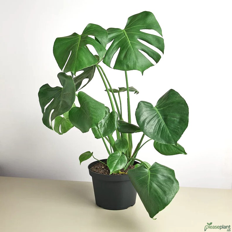 Pet Safety: Is the Monstera Plant a Danger to Cats & Dogs?