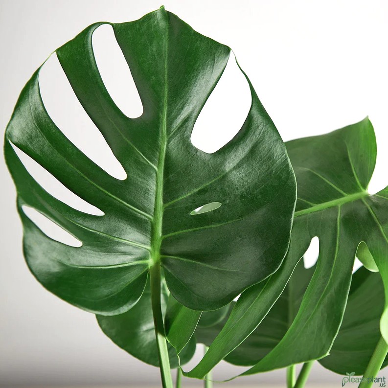 Philodendron Monstera Split-Leaf - Deliciosa Plant 4