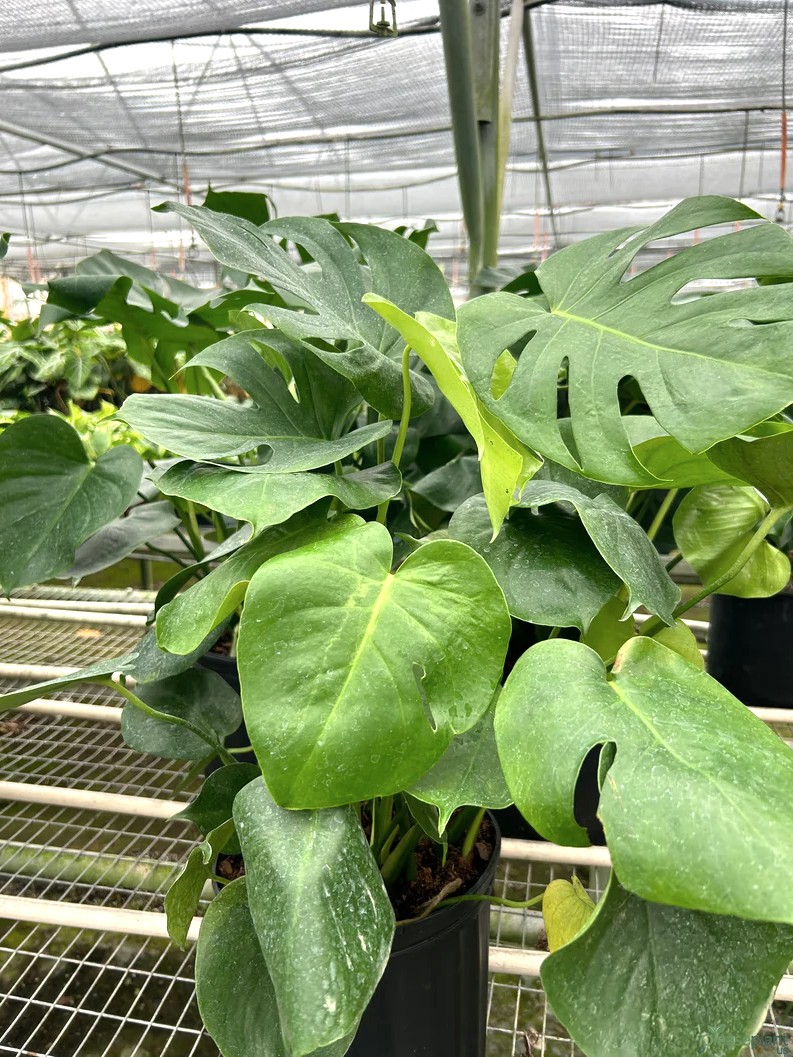 Philodendron Monstera Split-Leaf - Deliciosa Plant 5