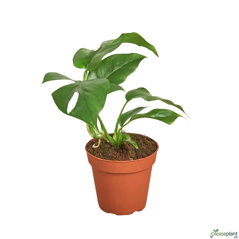Philodendron Mini Monstera Minima showcasing its unique split leaves