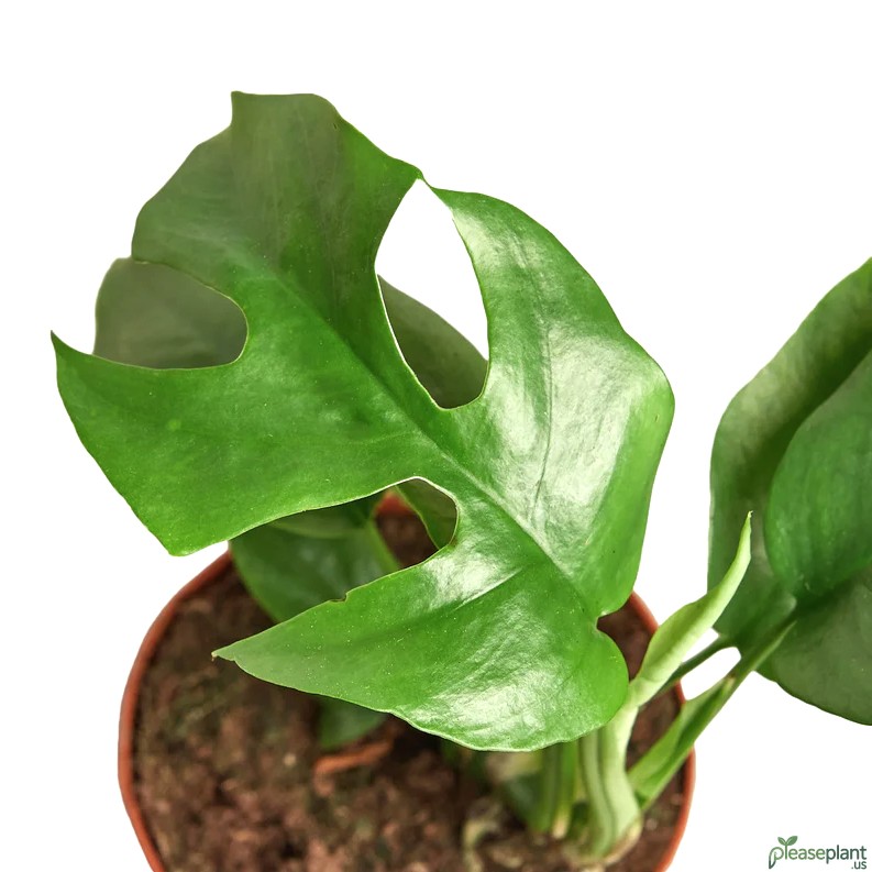 Philodendron Mini Monstera Minima 2