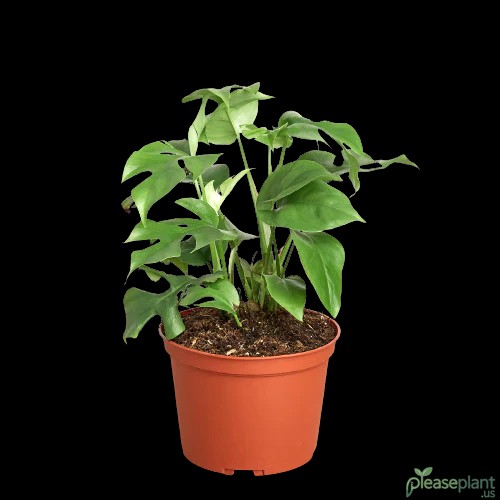 Mini Monstera's Rarity: How Hard is it to Find?