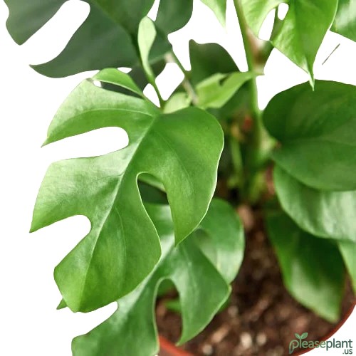 Mini Monstera's Rarity: How Hard is it to Find?