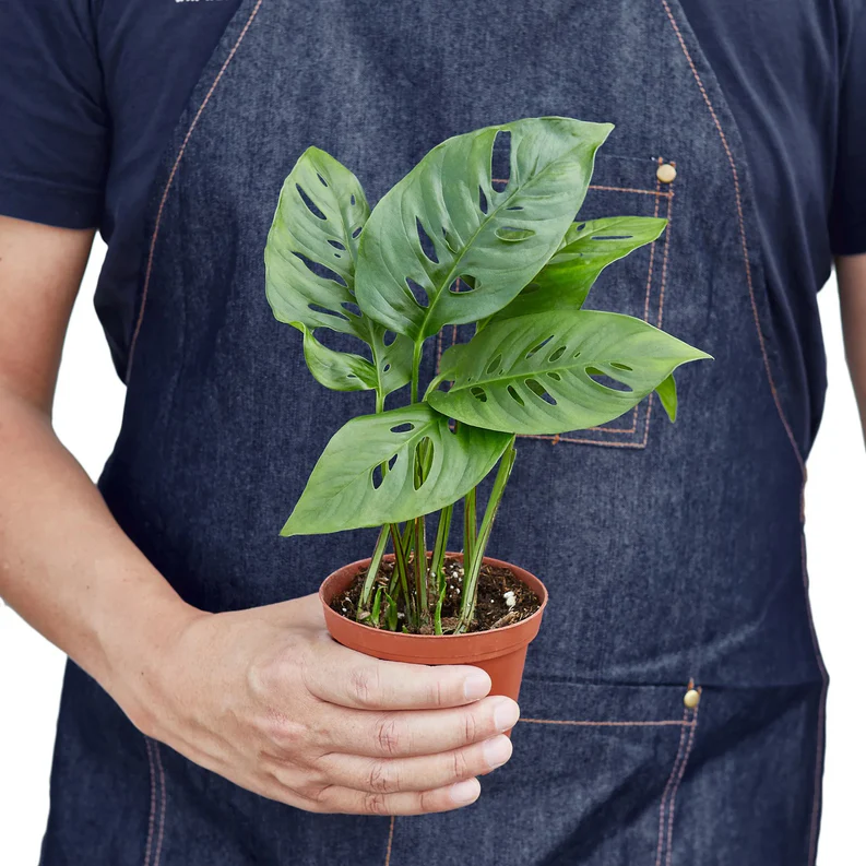 Monstera adansonii not THAT toxic to cats & dogs