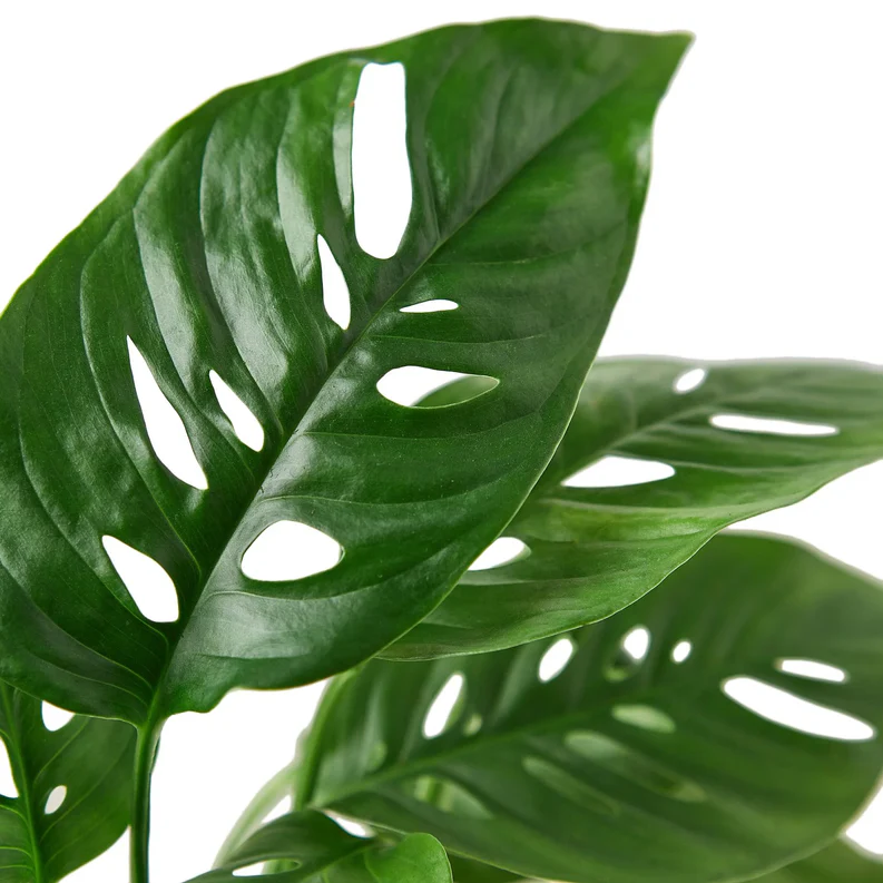 Monstera Adansonii - Swiss Cheese Plant 2