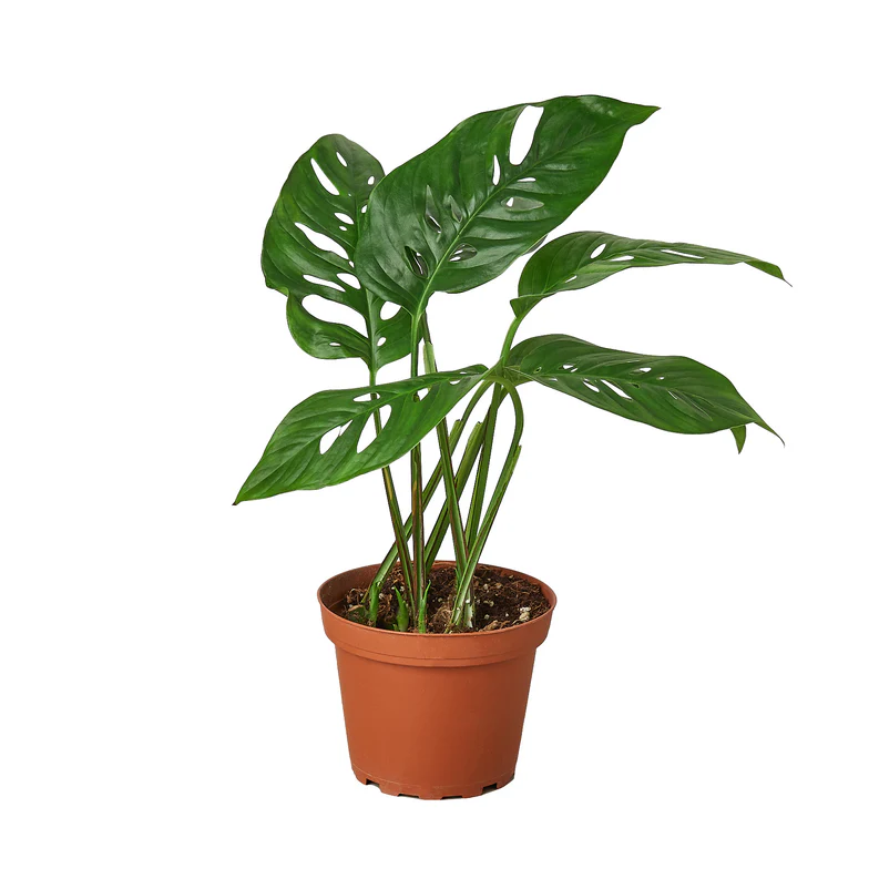 Is monstera adansonii rare? Facts you should know