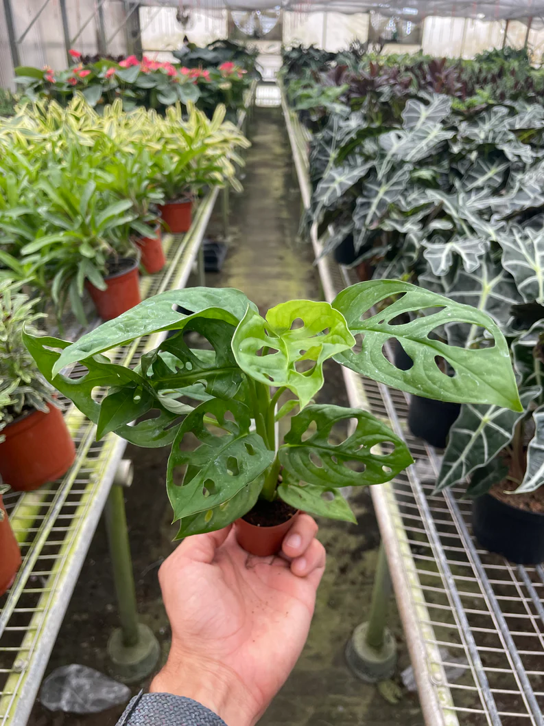 Monstera Adansonii - Swiss Cheese Plant 4