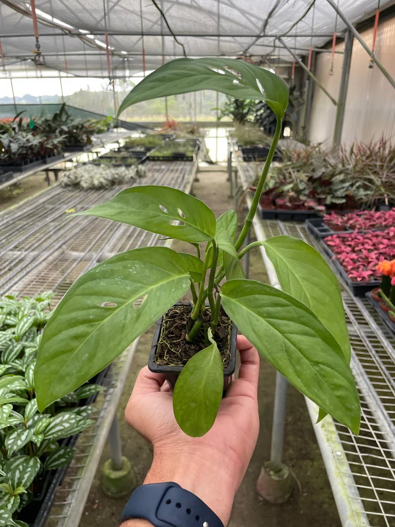 Monstera Adansonii - Swiss Cheese Plant 5