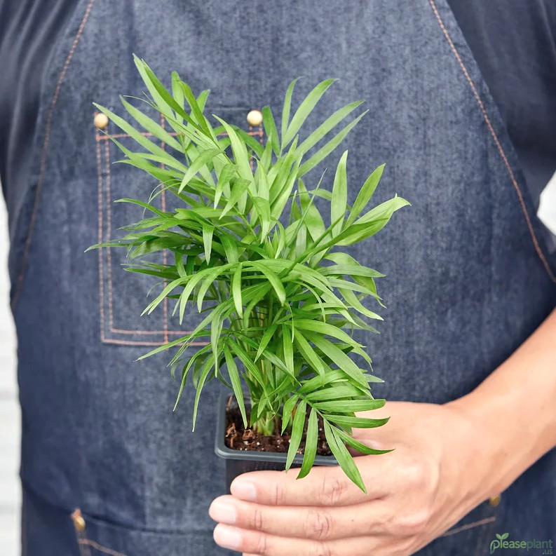 Parlor Palm - Chamaedorea Elegans Plant