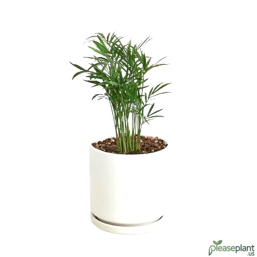 Parlor Palm Pet Safety: Non-Toxic Houseplant for Dogs & Cats