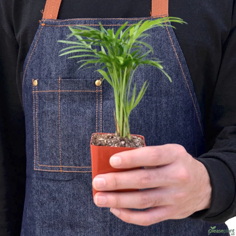 Parlor Palm Plant Cost: What to Expect When Buying	