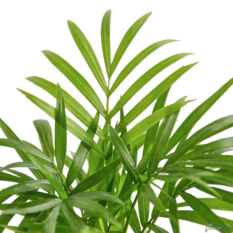 Parlor Palm - Chamaedorea Elegans Plant 4