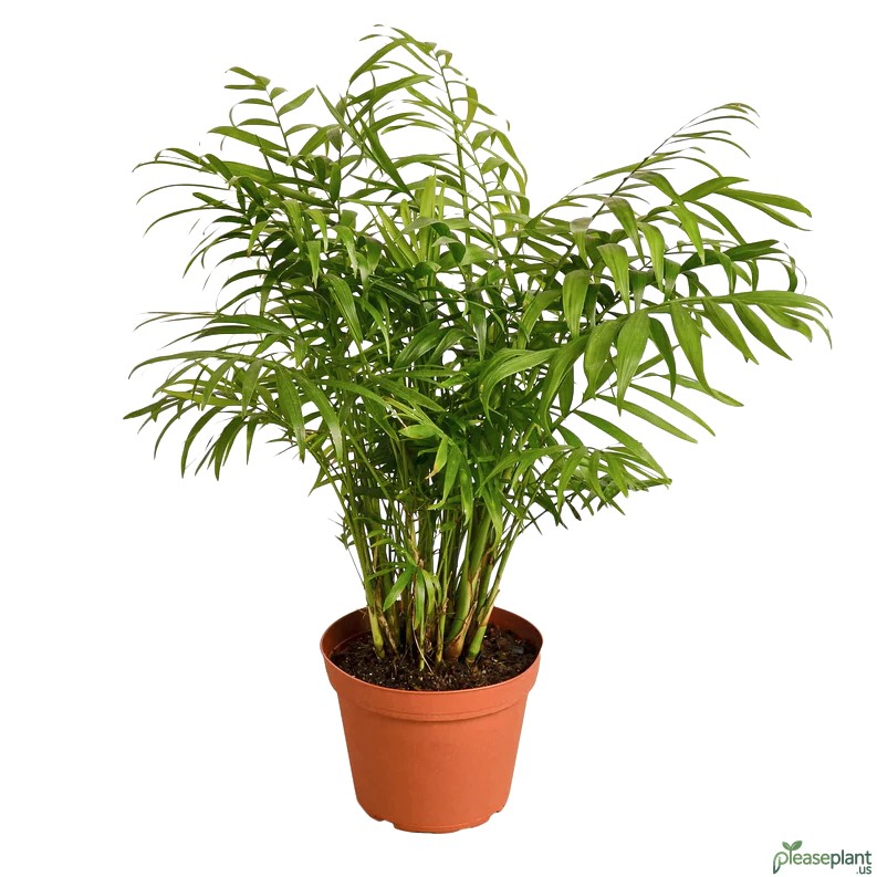 Parlor Palm - Chamaedorea Elegans Plant 5