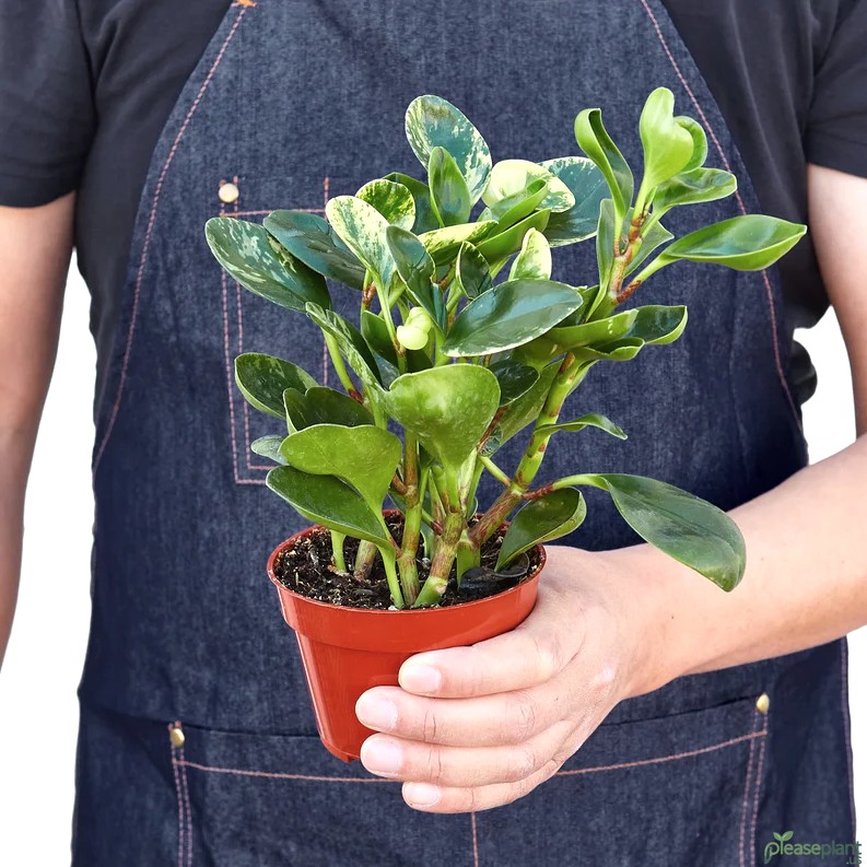 Stop Overwatering Your Peperomia Marble Here is How I Do It