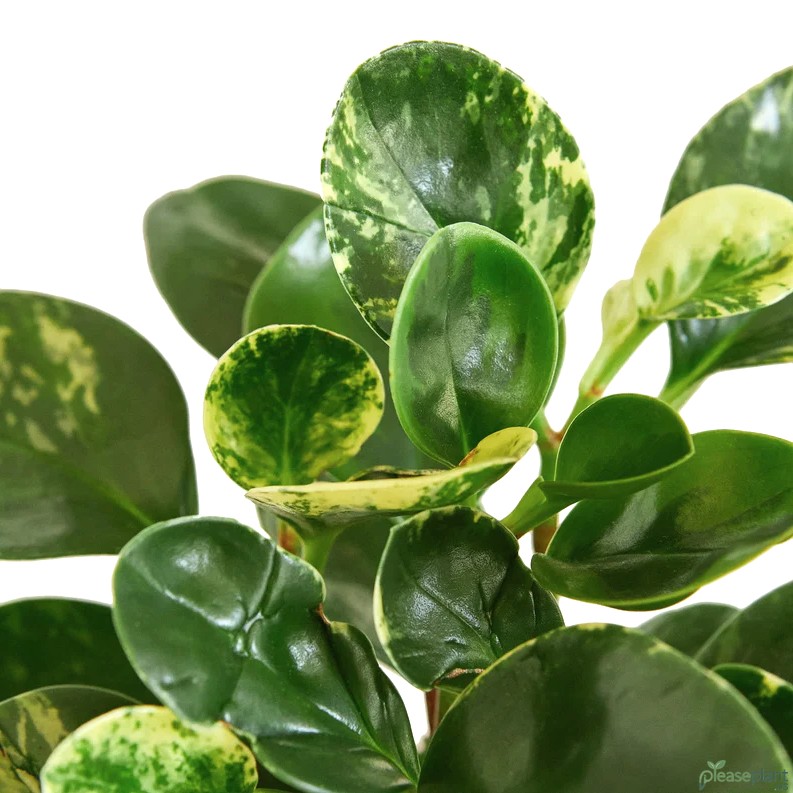 Stop Overwatering Your Peperomia Marble Here is How I Do It