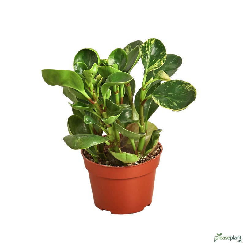 Yellow Leaves on My Peperomia Marble -  Is It Root Rot Or Fertiliser
