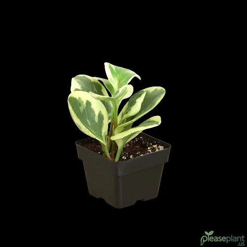 Is Your Peperomia Marble Cat Safe? Yes The ASPCA Says This