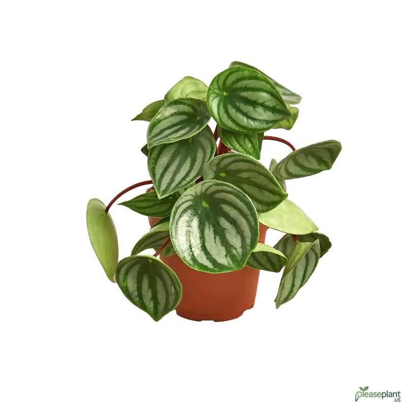 Peperomia Watermelon - Argyreia Plant