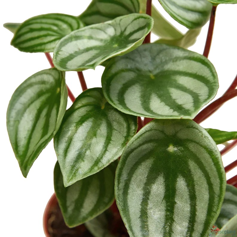 Peperomia Watermelon - Argyreia Plant 2