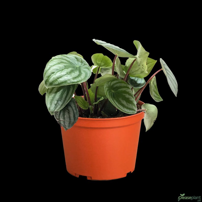 Naming Confusion: Watermelon Peperomia vs Watermelon Begonia