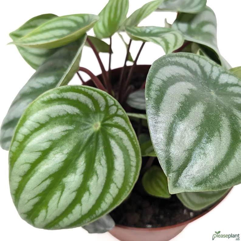 Naming Confusion: Watermelon Peperomia vs Watermelon Begonia