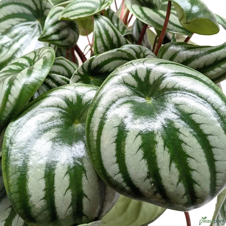 Optimal Temp: Keeping Your Watermelon Peperomia Thriving