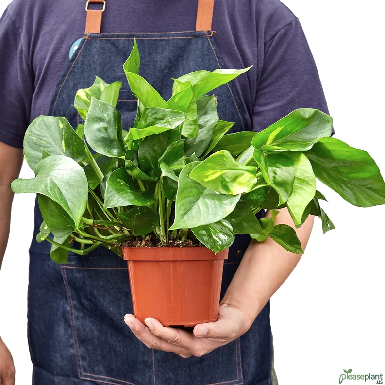 Golden Pothos - Devil's Ivy Plant