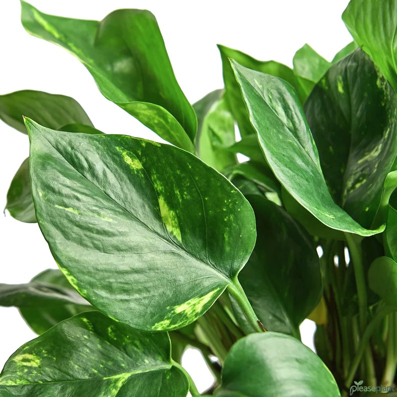 Golden Pothos - Devil's Ivy Plant 2