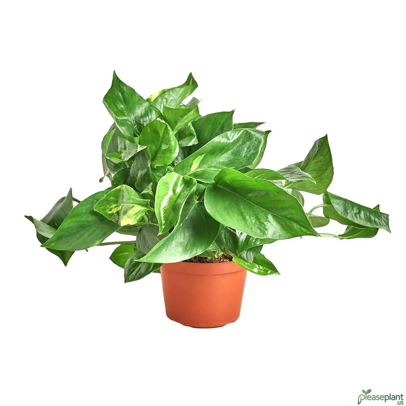Does Golden Pothos clean the air? (Benefit/Utility)