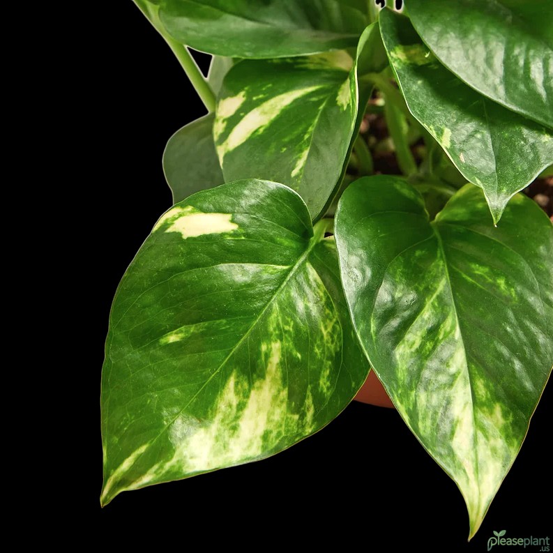 Does Golden Pothos clean the air? (Benefit/Utility)