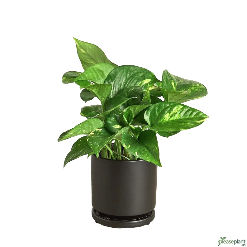 Golden Pothos Size: Max Vine Lengths Indoors and Out