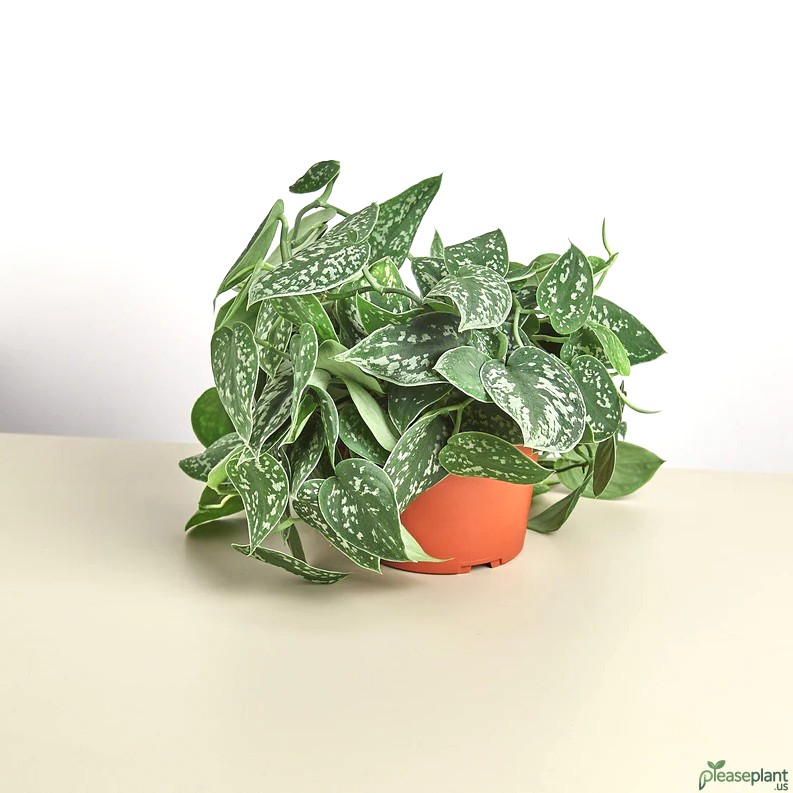 Photos Satin - Pictus Plant