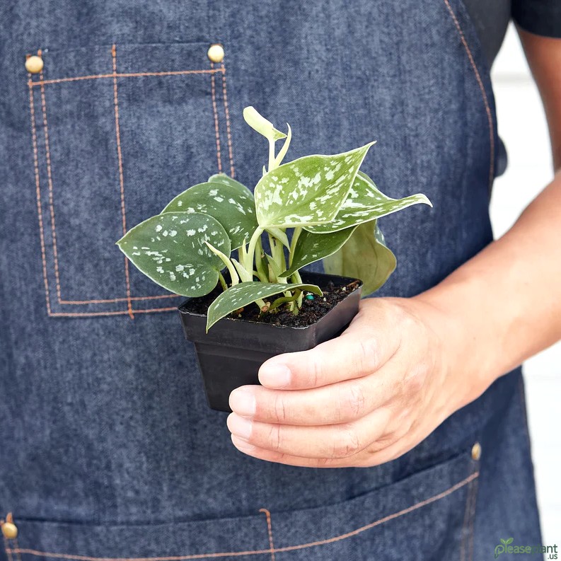 Zero Stress - Is Satin Pothos an Easy Houseplant