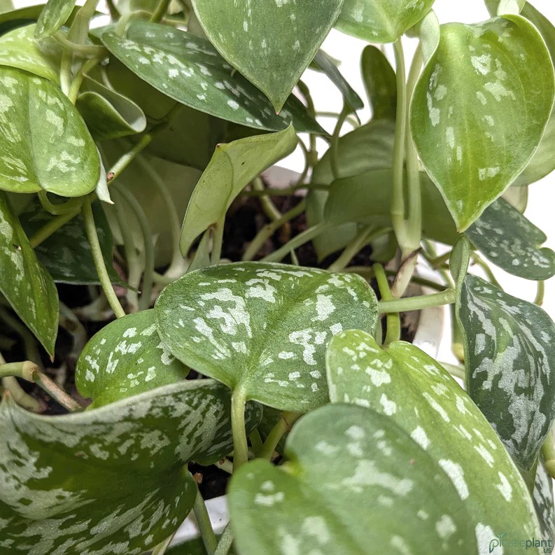 BREATHE Easy Does Satin Pothos Clean Your Air