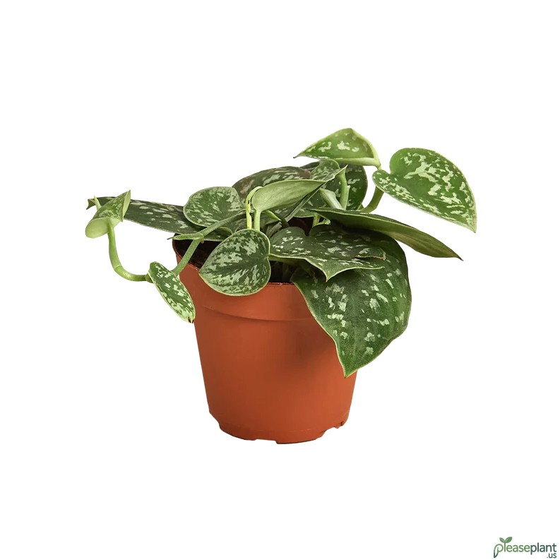 BREATHE Easy Does Satin Pothos Clean Your Air