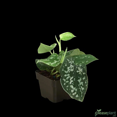 The Truth About Satin Pothos and Your PetFriends