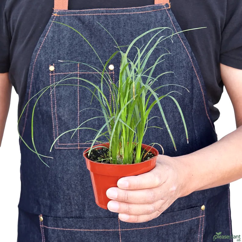 Propagate Ponytail Palm (Beaucarnea Recurvata) Step by Step