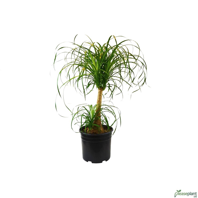 Propagate Ponytail Palm (Beaucarnea Recurvata) Step by Step