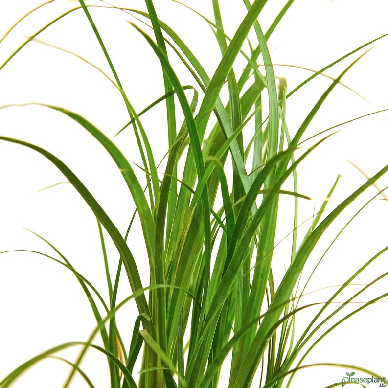 No Green Thumb Success - Keeping Your Ponytail Palm Alive