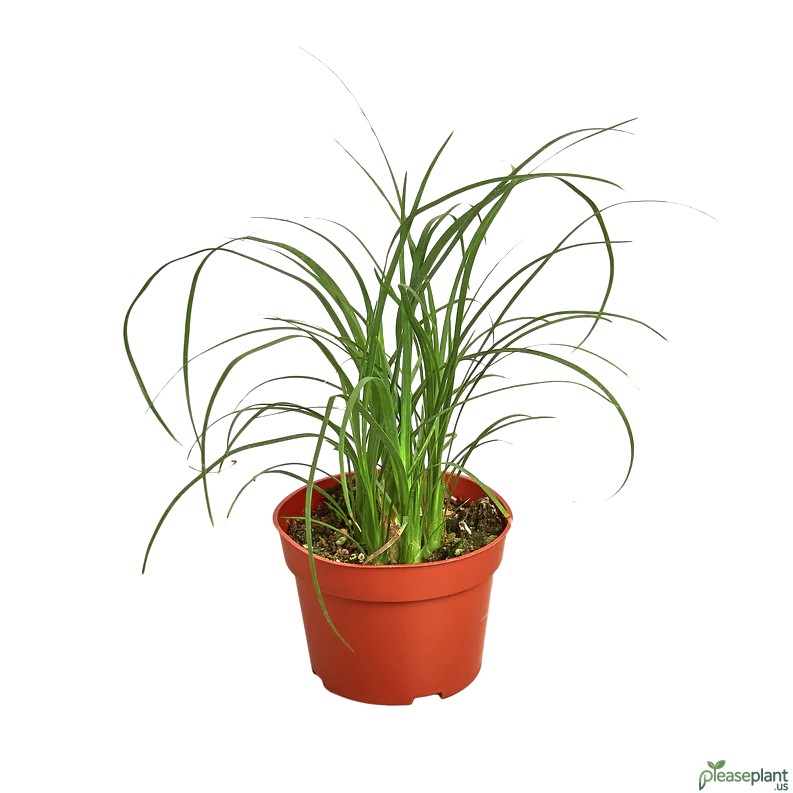 No Green Thumb Success - Keeping Your Ponytail Palm Alive