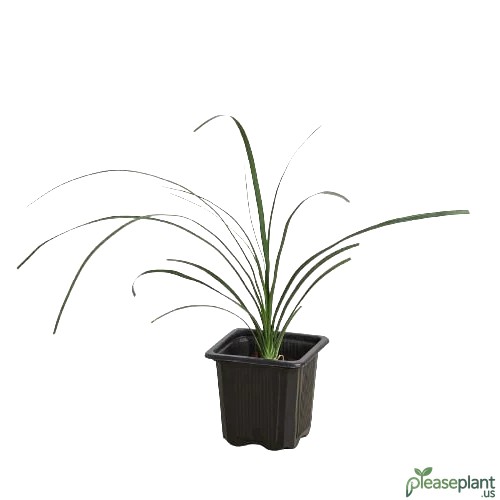 Repotting Ponytail Palm for Huge Growth | Secrets Revealed