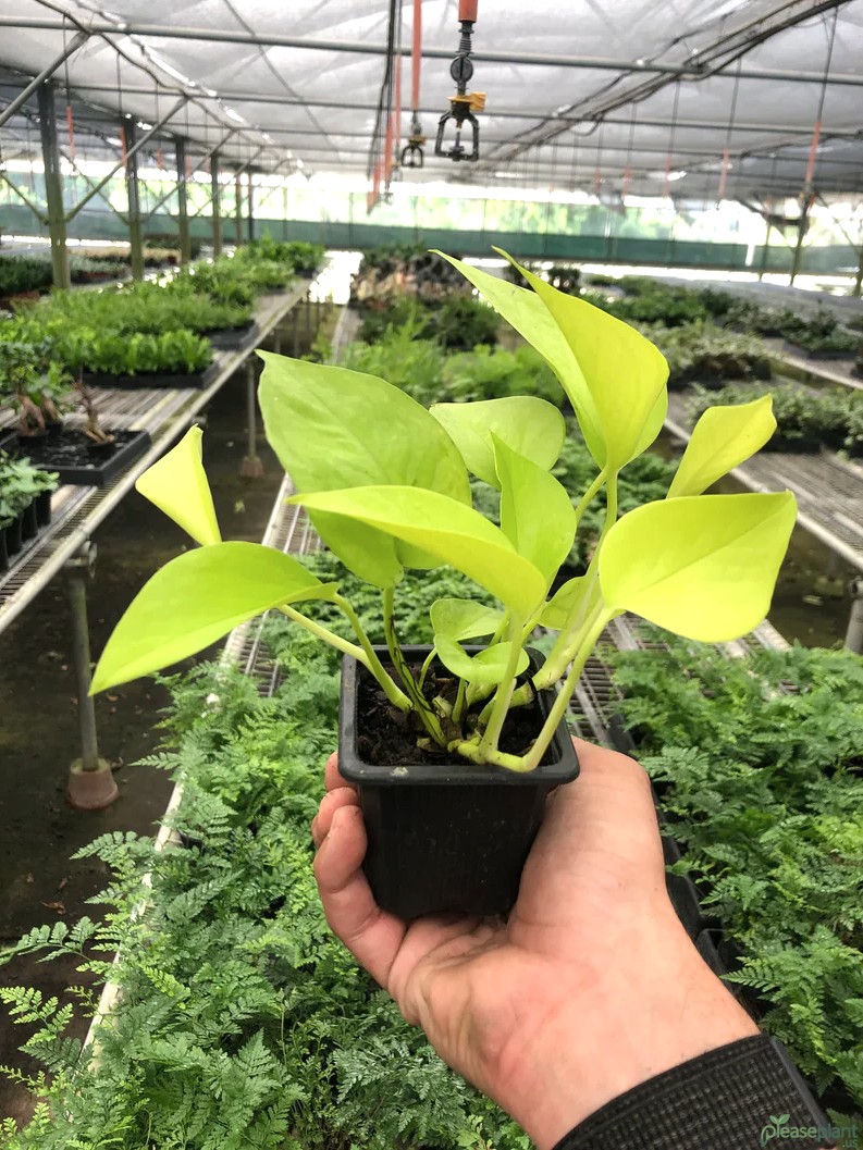 Pothos Neon Plant