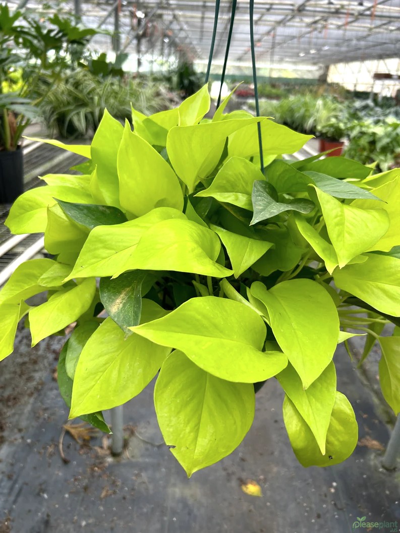 Pothos Neon Losing Color - Simple Light Fix You Must See