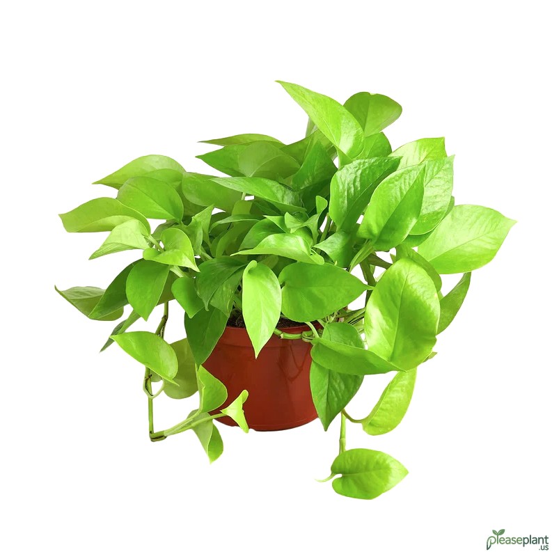 Pothos Neon Watering Schedule / When To Water The Plant