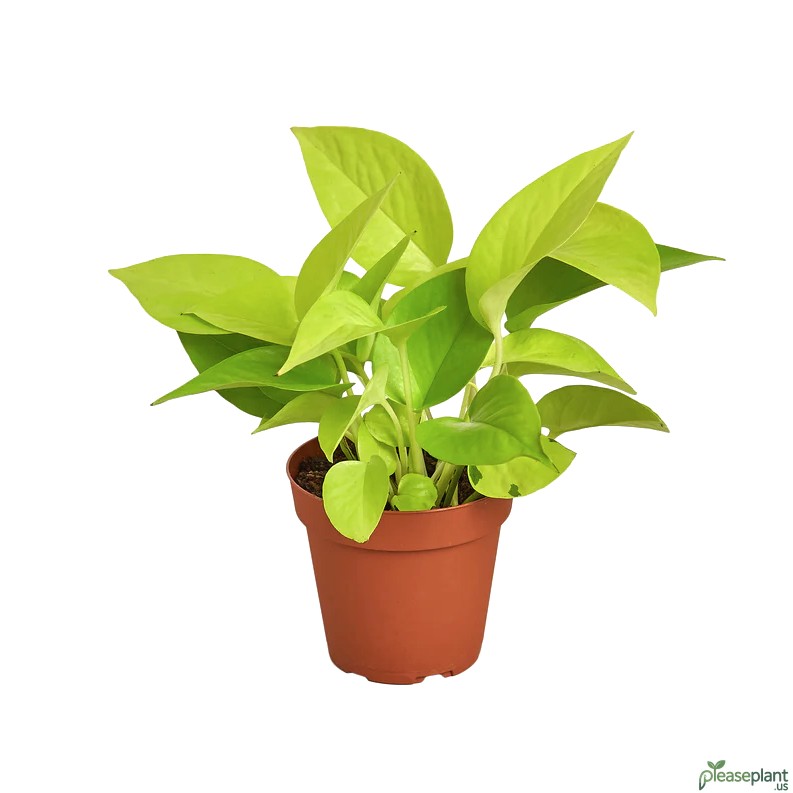 Pothos Neon Versus Philodendron | Look At The Leaves