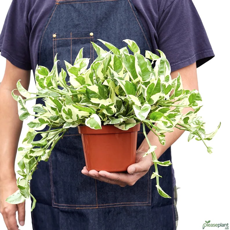 Pothos N’Joy vs Pearls and Jade: Key Differences
